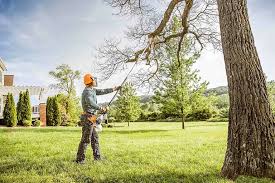 Best Tree Risk Assessment  in Wagener, SC